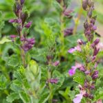 Camedrio-Teucrium-Chamaedrys