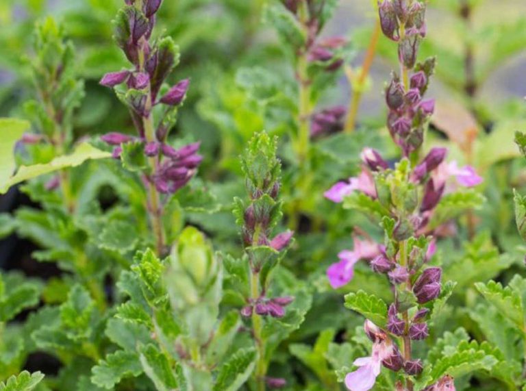 Camedrio-Teucrium-Chamaedrys