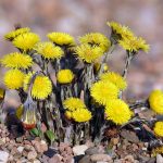 Coltsfoot