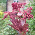 Rheum-palmatum-Atrosanguineum-flw-2-400x400