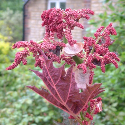 Rheum-palmatum-Atrosanguineum-flw-2-400x400