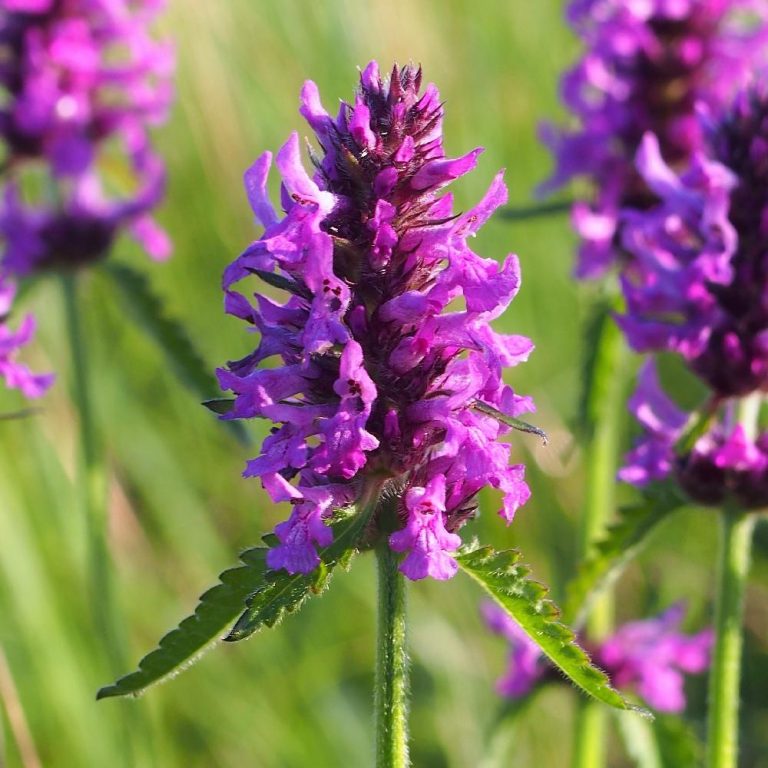 STACHYS_officinalis