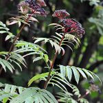 Sambucus_ebulus_4