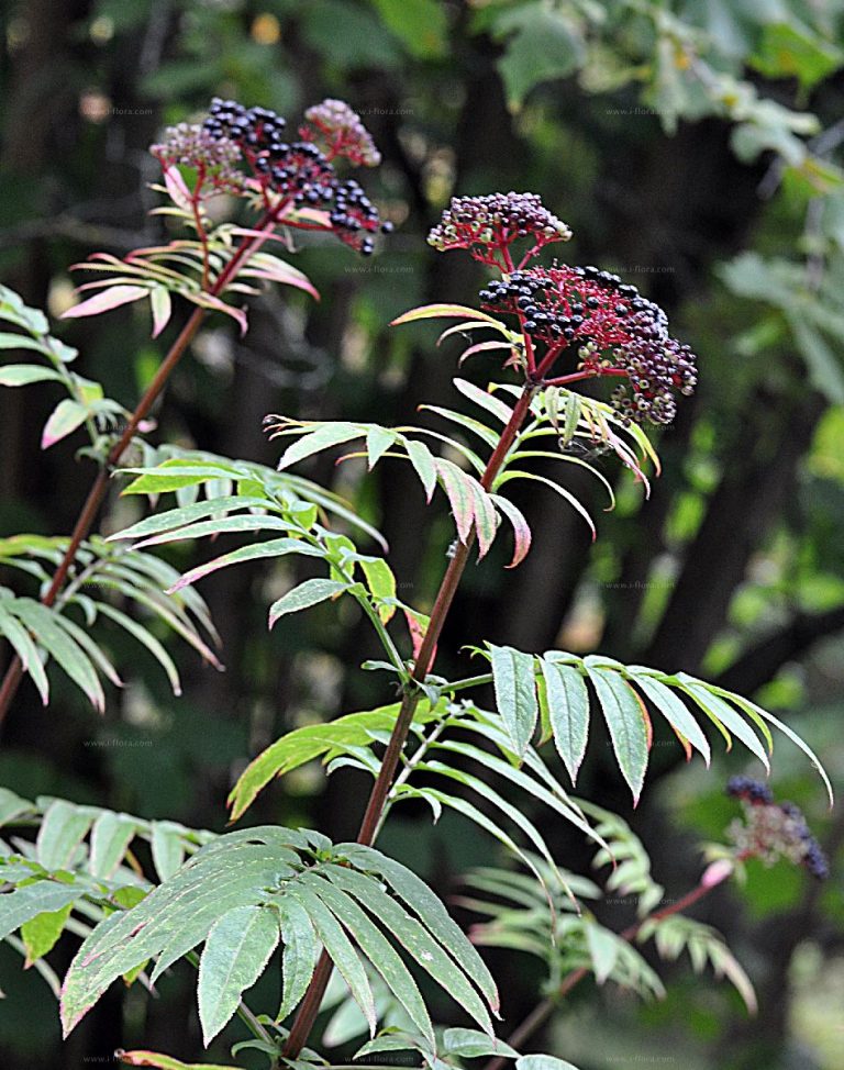 Sambucus_ebulus_4