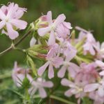 Saponaria-officinalis