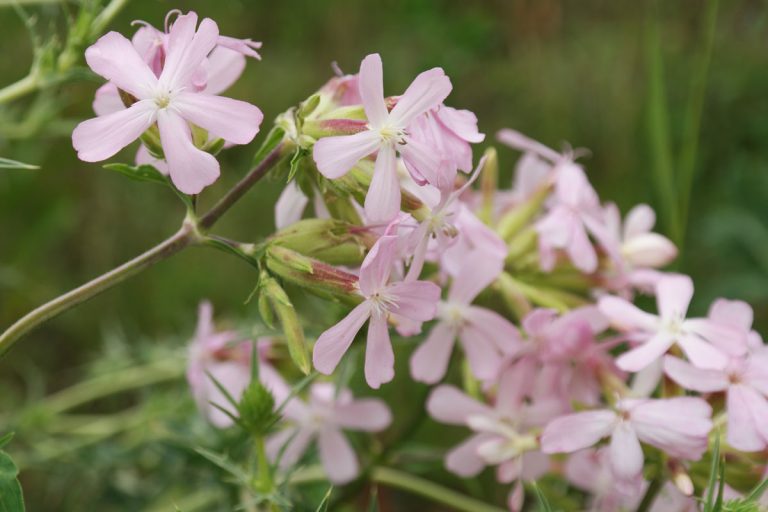 Saponaria-officinalis