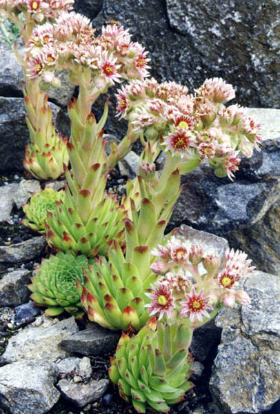 Sempervivum_tectorum_(1)_2_(ex_Pyrenees)