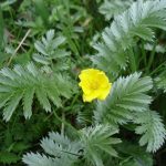 Silverweed_-_Potentilla_anserina_-_geograph.org.uk_-_1284156