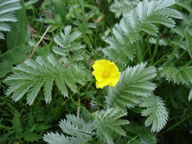 Silverweed_-_Potentilla_anserina_-_geograph.org.uk_-_1284156