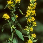 Solidago-virgaurea-subsp-virgaurea_Bornand-Christophe_2000_dia2000_1370