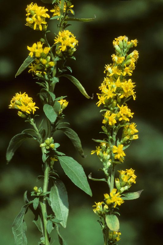 Solidago-virgaurea-subsp-virgaurea_Bornand-Christophe_2000_dia2000_1370