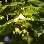 Tilia-Platyphyllos-01