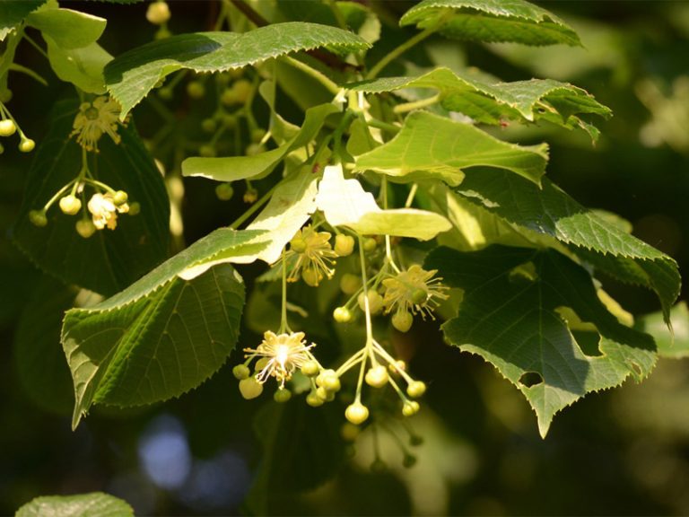 Tilia-Platyphyllos-01