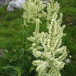 Veratrum_album_Dachstein