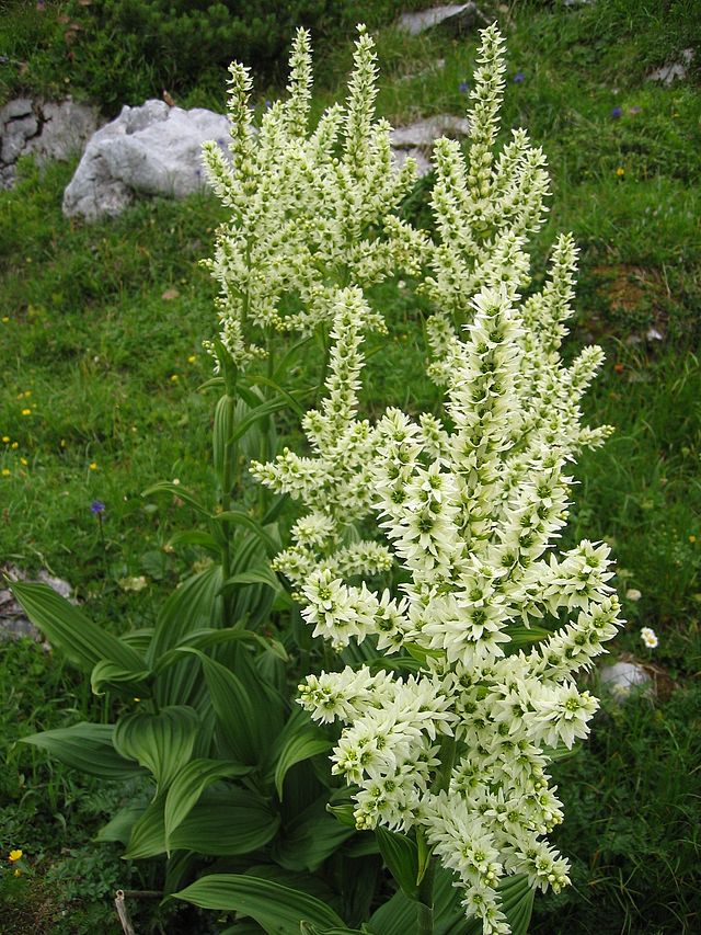 Veratrum_album_Dachstein