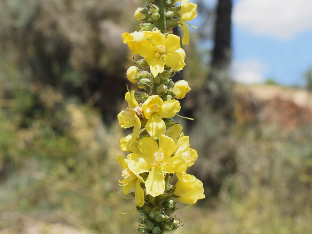 Verbascum-thapsus-1024x768.jpg