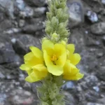 Verbascum-thapsus-montanum2