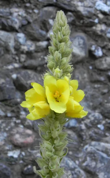 Verbascum-thapsus-montanum2