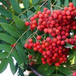 frutos-de-sorbus-aucuparia