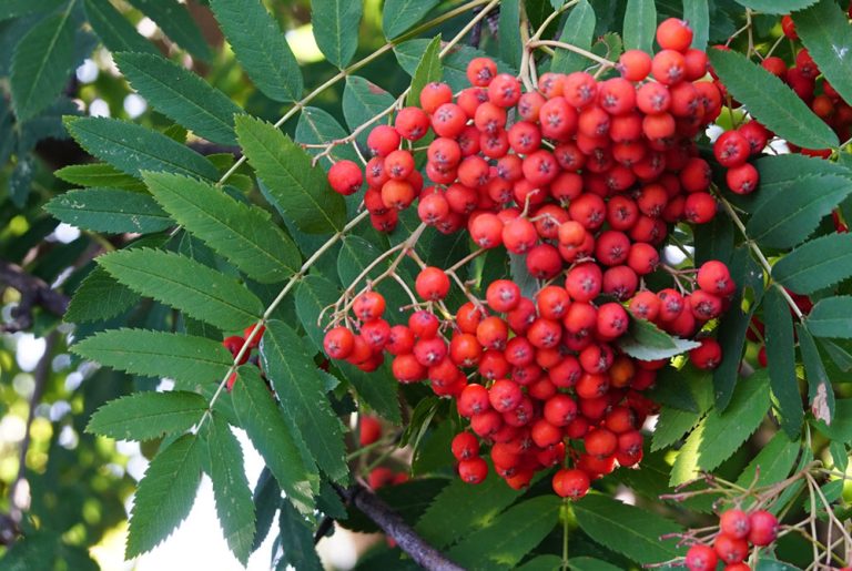 frutos-de-sorbus-aucuparia