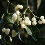 mistletoe-berries-16393_640