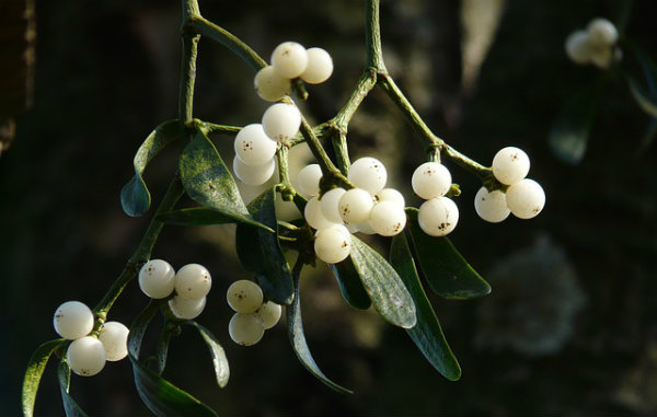 mistletoe-berries-16393_640