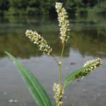 polygonum_lapathifolium