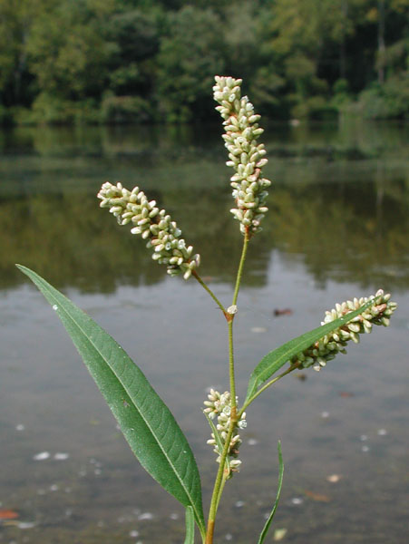 polygonum_lapathifolium