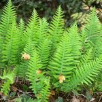 polypodium-vulgare-7-p