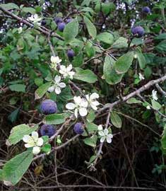 prunus-spinosa