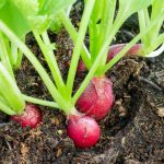 Radishes, Raphanus sativus, growing in soil