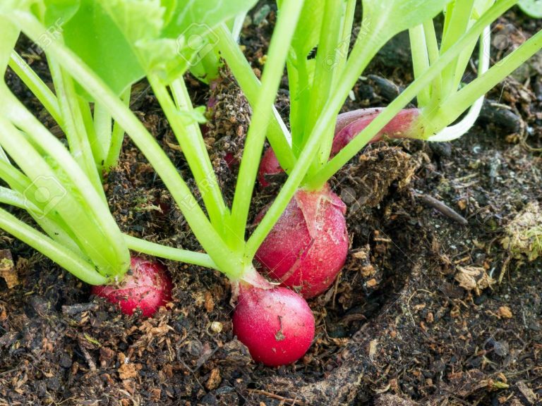 Radishes, Raphanus sativus, growing in soil