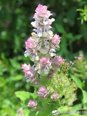 salvia-sclarea-amaro-romana