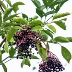 sambucus-nigra-sauco-750x858x80xX