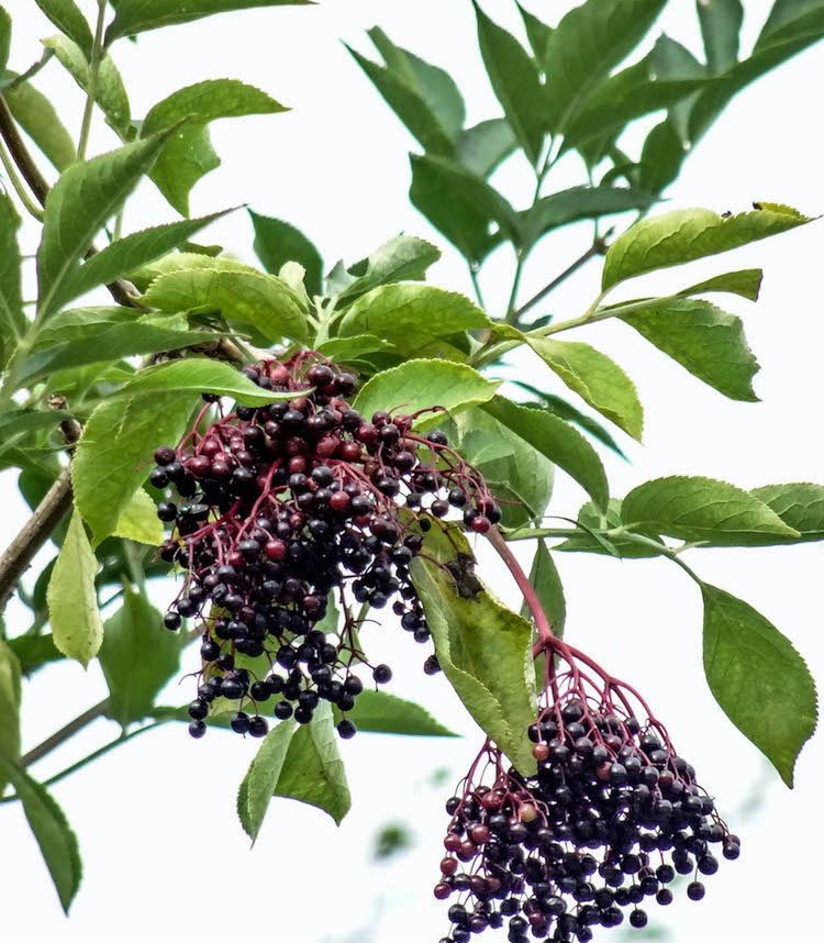 sambucus-nigra-sauco-750x858x80xX