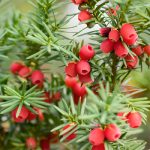 taxus-baccata