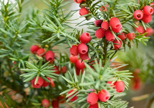 taxus-baccata